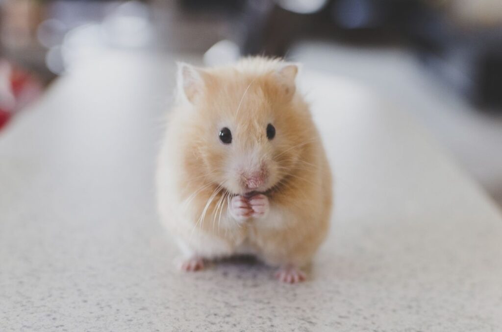Golden hamster