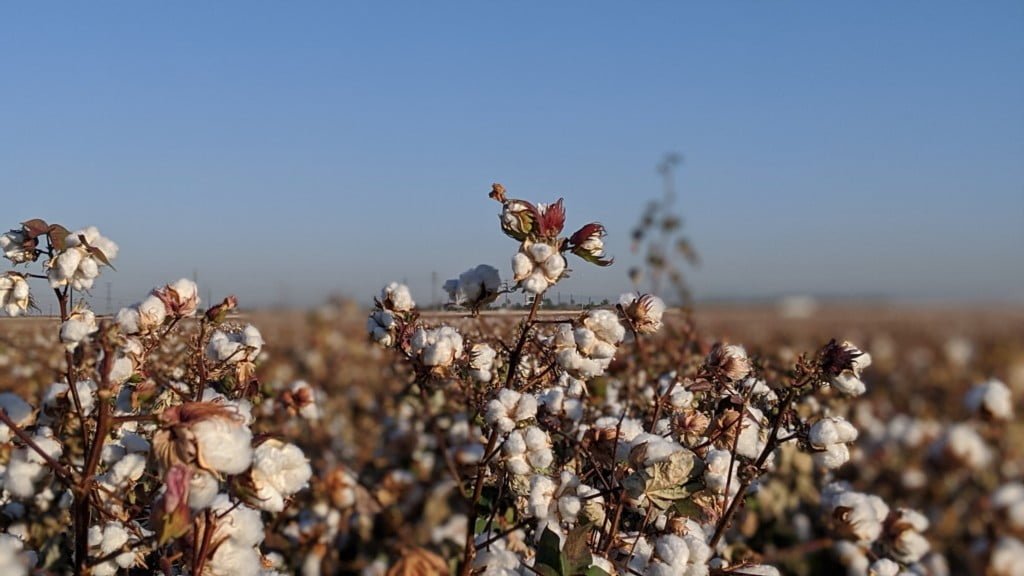 Cotton fields in AZ