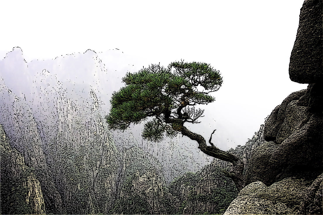 临崖迎风的松树