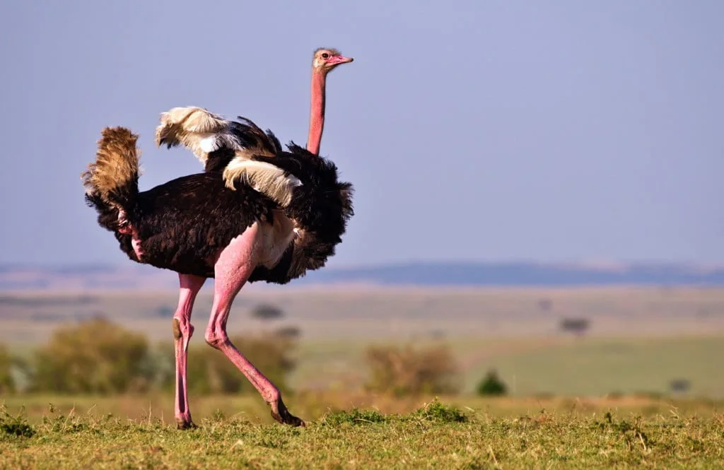 Male Ostrich displaying to attract female attention.