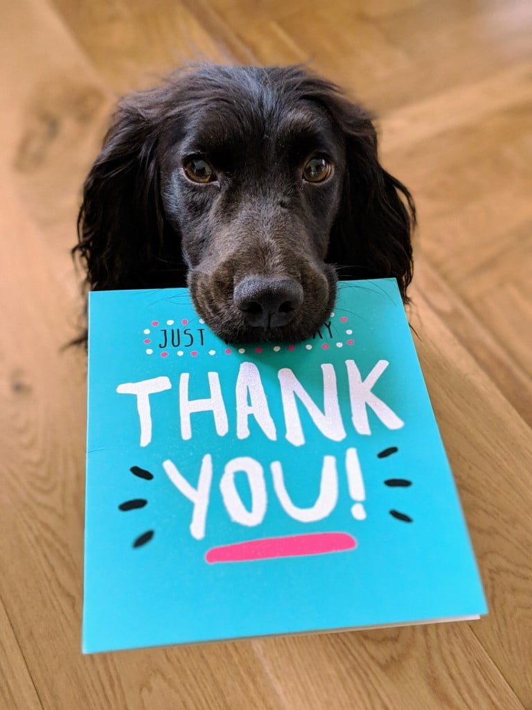 Tilly saying thank you https://www.instagram.com/sillytillycocker/