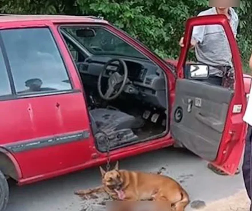 虐犬,真因为邪恶吗?