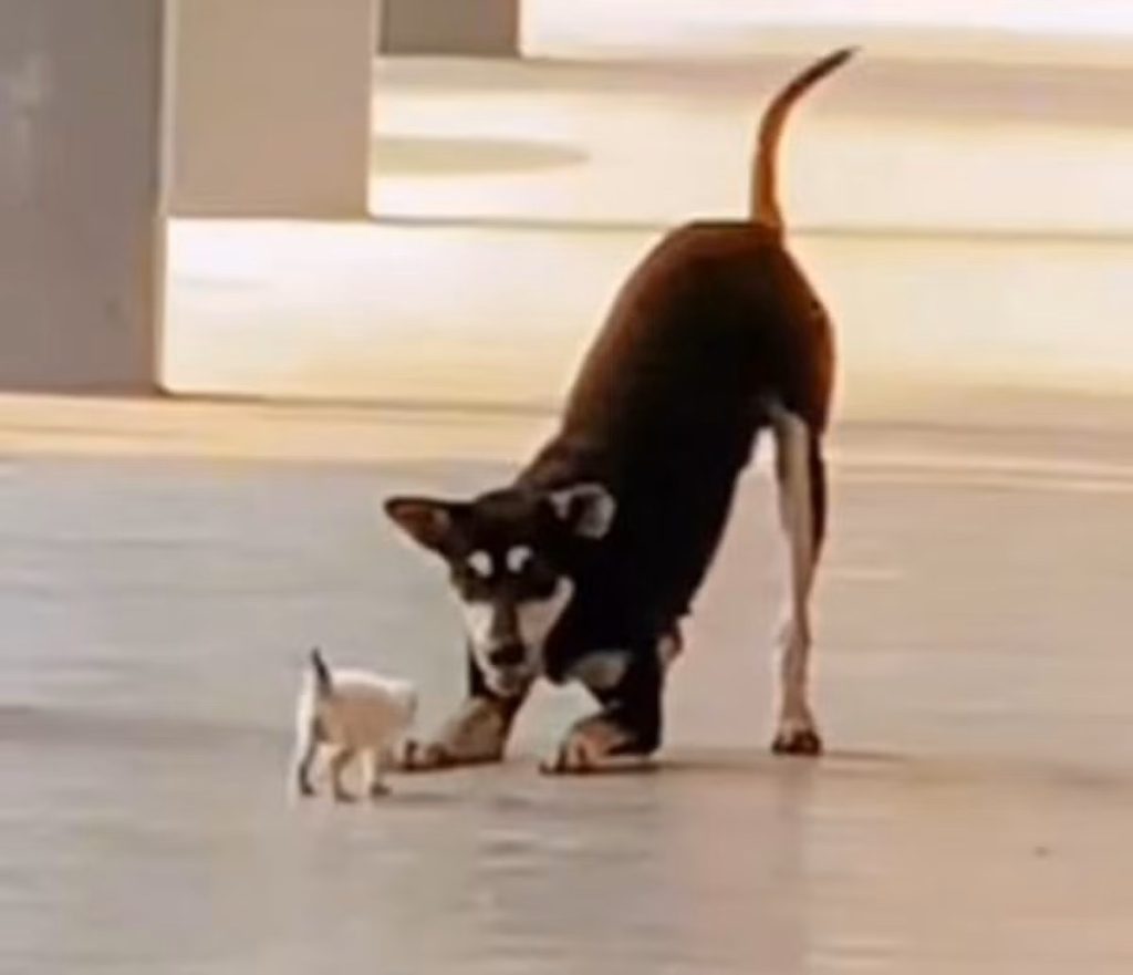 射杀一只流浪狗