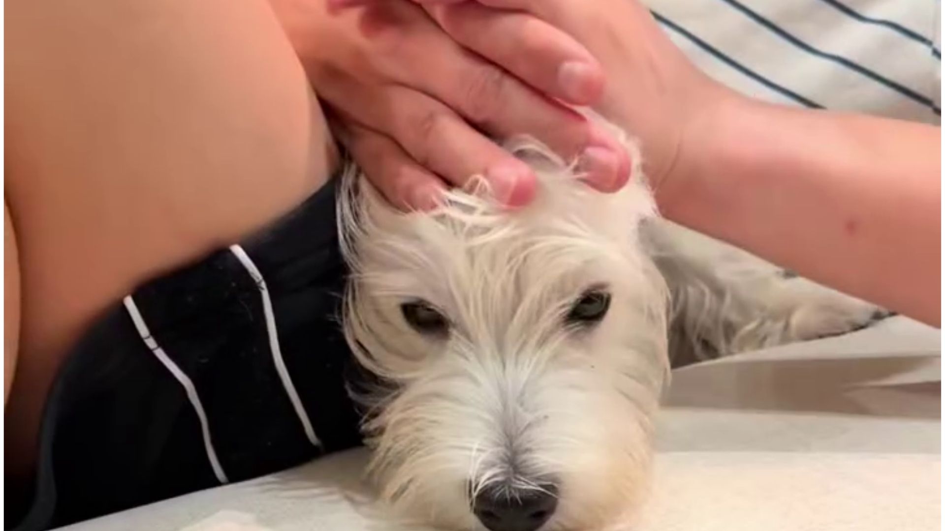 Covering Luffy's Ears