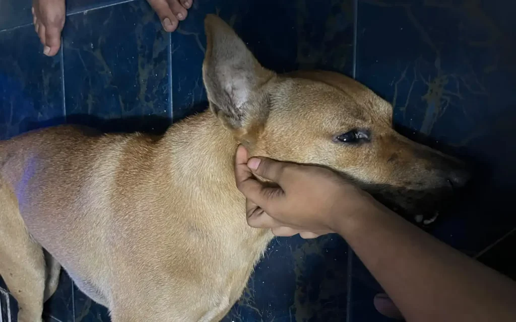 F4146395 ce6a 404a b246 b06619c1667b Rocky anjing Taman Teluk Gedung Indah 310726 2 1.webp